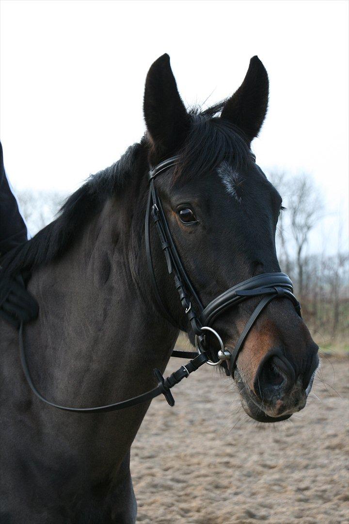 Oldenborg Verona Uhregaard billede 12