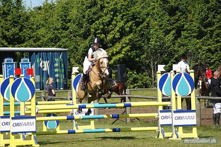 Anden særlig race Yellow Prince - Sydjysk mesterskab 2011 La** billede 11