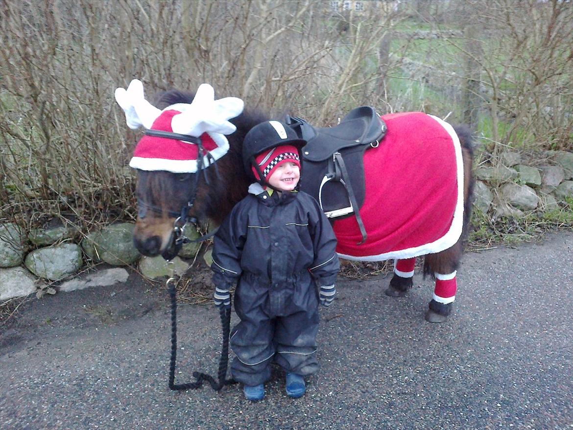 Shetlænder Lotus billede 2