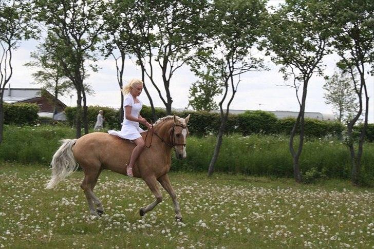 Anden særlig race Yellow Prince - Konfirmation 2011 billede 15