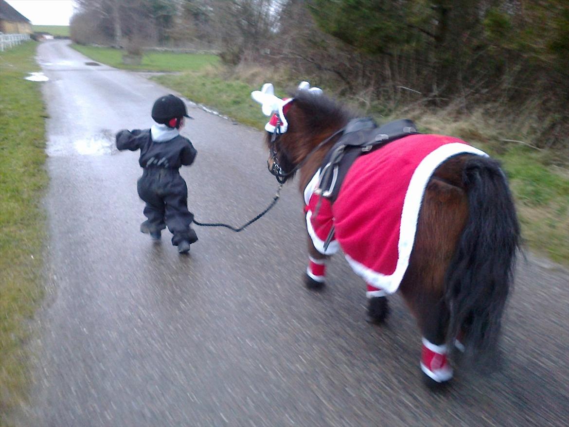 Shetlænder Lotus billede 17