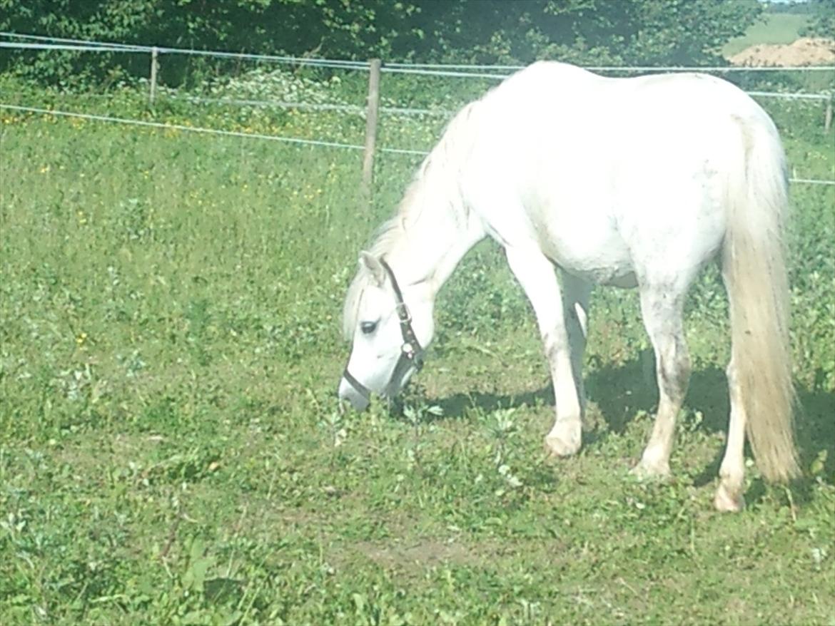 Welsh Mountain (sec A) Maylie Melissa - solgt - <3  billede 1