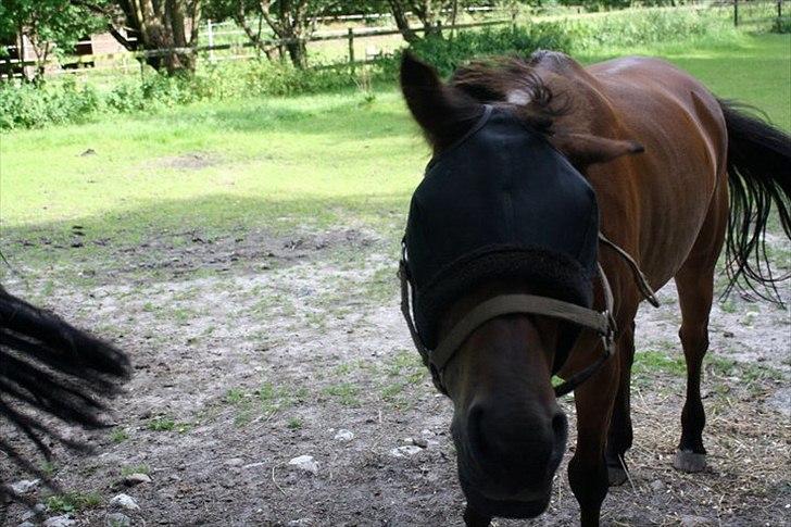 Anden særlig race Prins Kashmir • passer:-* - Pæne hest :p billede 18
