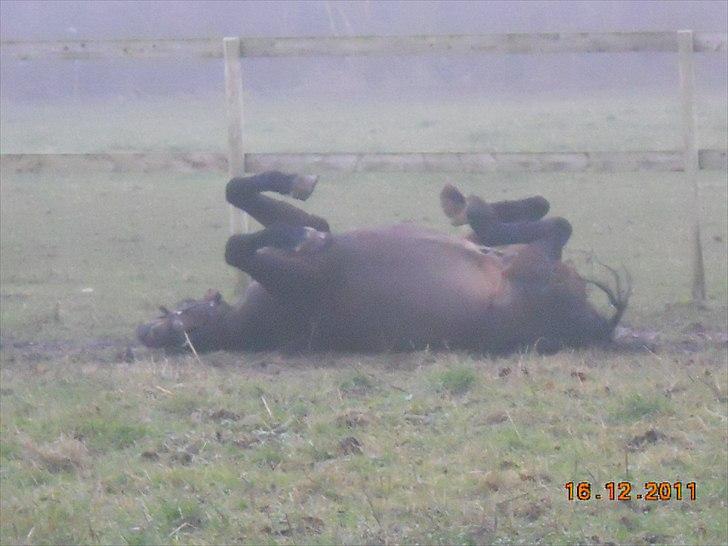 New Forest Stackarps Pablo NFH 139 - Det er godt af få rullet sig billede 5