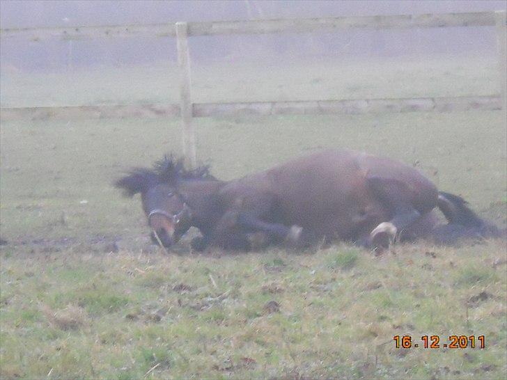 New Forest Stackarps Pablo NFH 139 billede 6