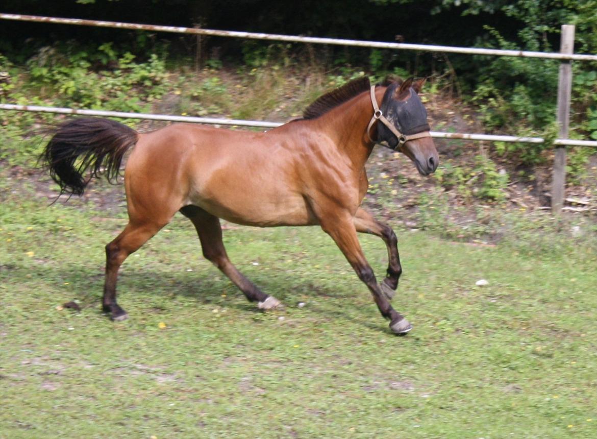 Anden særlig race Prins Kashmir • passer:-* - i miss you bad.. billede 10