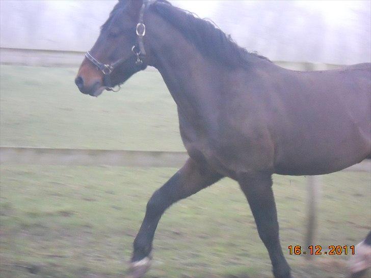 New Forest Stackarps Pablo NFH 139 billede 2