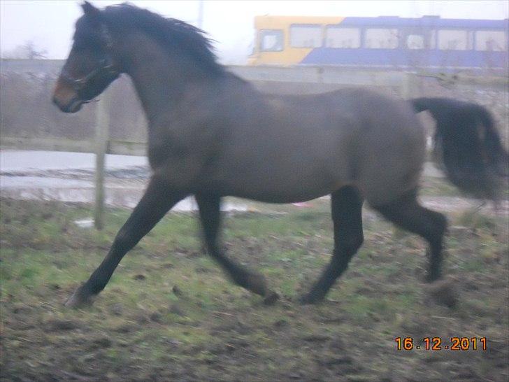 New Forest Stackarps Pablo NFH 139 billede 12