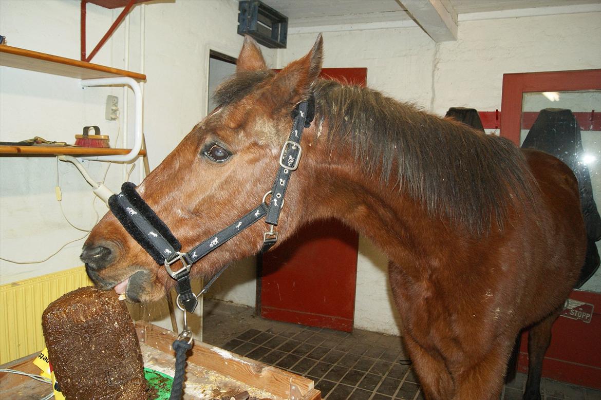 Anden særlig race Knægten - Døøøøøøøh xD billede 18