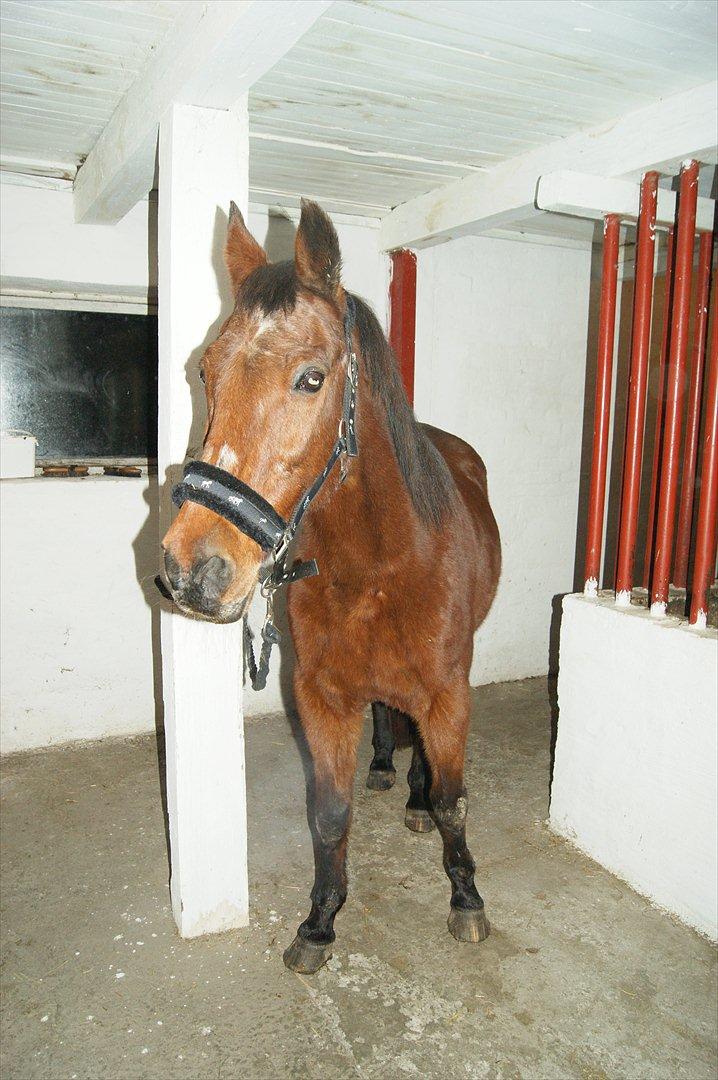 Anden særlig race Knægten - Lille pony trænger til smed :/ billede 19