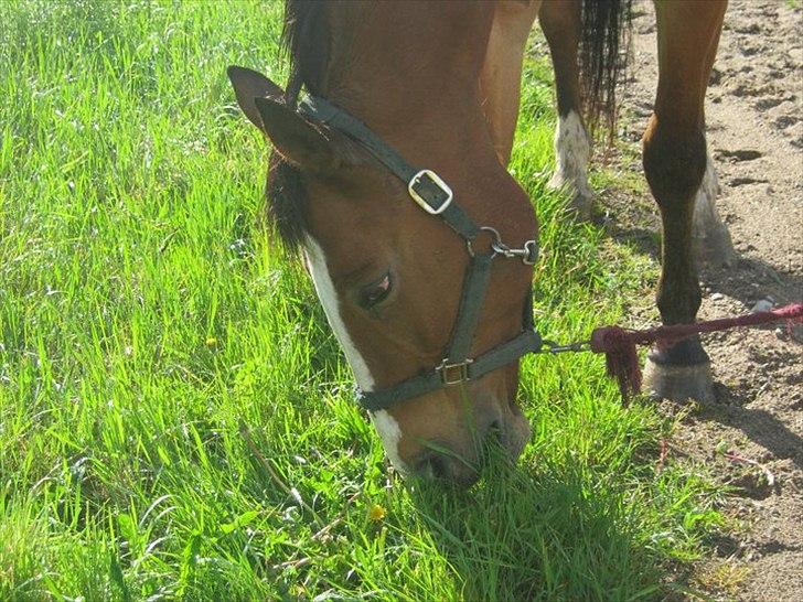 Oldenborg Buddy?Himmelhest-RIP! - GRÆÆÆÆÆÆÆÆÆS!:-P billede 7