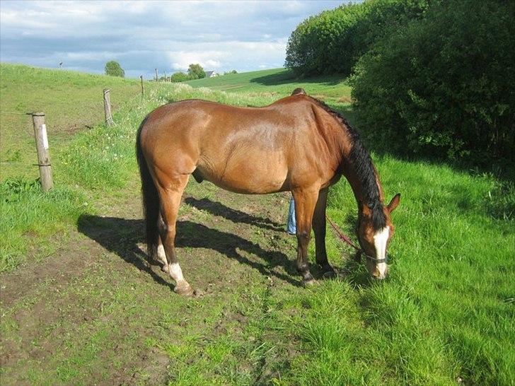 Oldenborg Buddy?Himmelhest-RIP! - Smuk?(-: billede 8