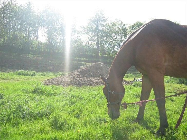 Oldenborg Buddy?Himmelhest-RIP! - Super lækkert billede?(-; billede 9