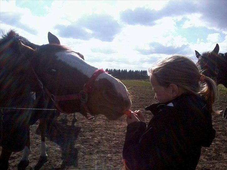 Oldenborg Buddy?Himmelhest-RIP! - Søde?(-; billede 12