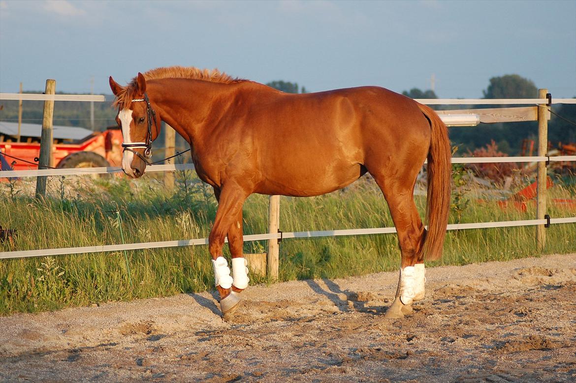 Polsk Varmblod Emma - 23/6 2011 billedet er taget er mig selv. ;) billede 14