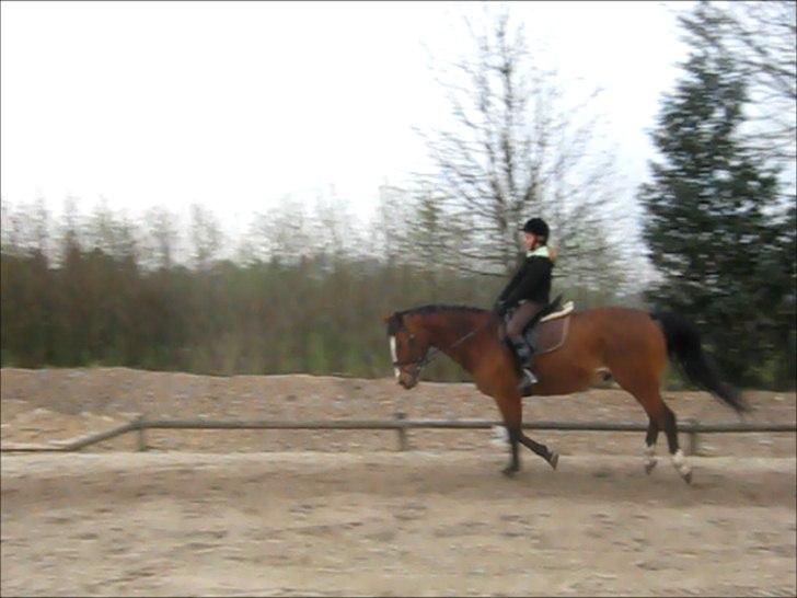 Oldenborg Buddy?Himmelhest-RIP! - Dressur træning(-; billede 1