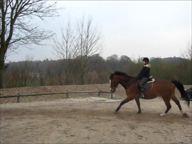 Oldenborg Buddy?Himmelhest-RIP! - Dressur(-; billede 3