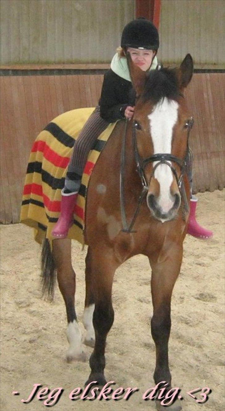 Oldenborg Buddy?Himmelhest-RIP! - Hvordan skal jeg leve uden dig?:( billede 4