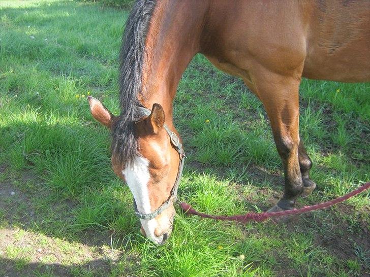 Oldenborg Buddy?Himmelhest-RIP! - Du så GUDE SMUK!!(-: billede 13