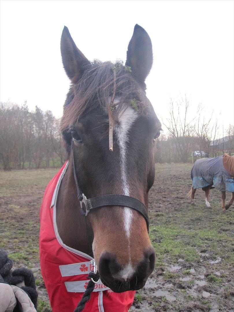 New Forest Lucky - Hr. S&#248;desen med hjemmelavet h&#229;rpynt :) s&#229; s&#229;dan ud da jeg kom ud og hentede ham fra folden... Suk.. billede 18