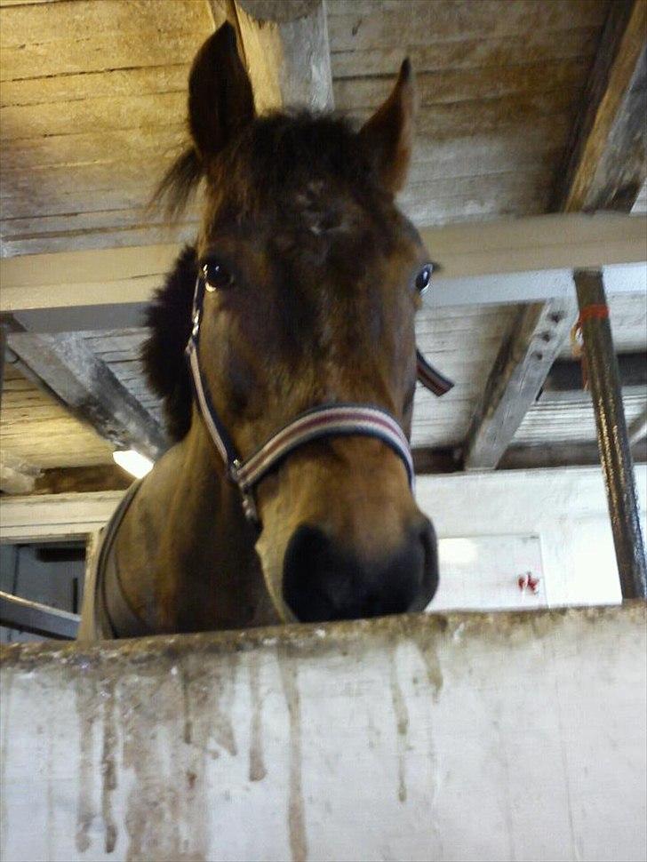 New Forest Alina billede 2