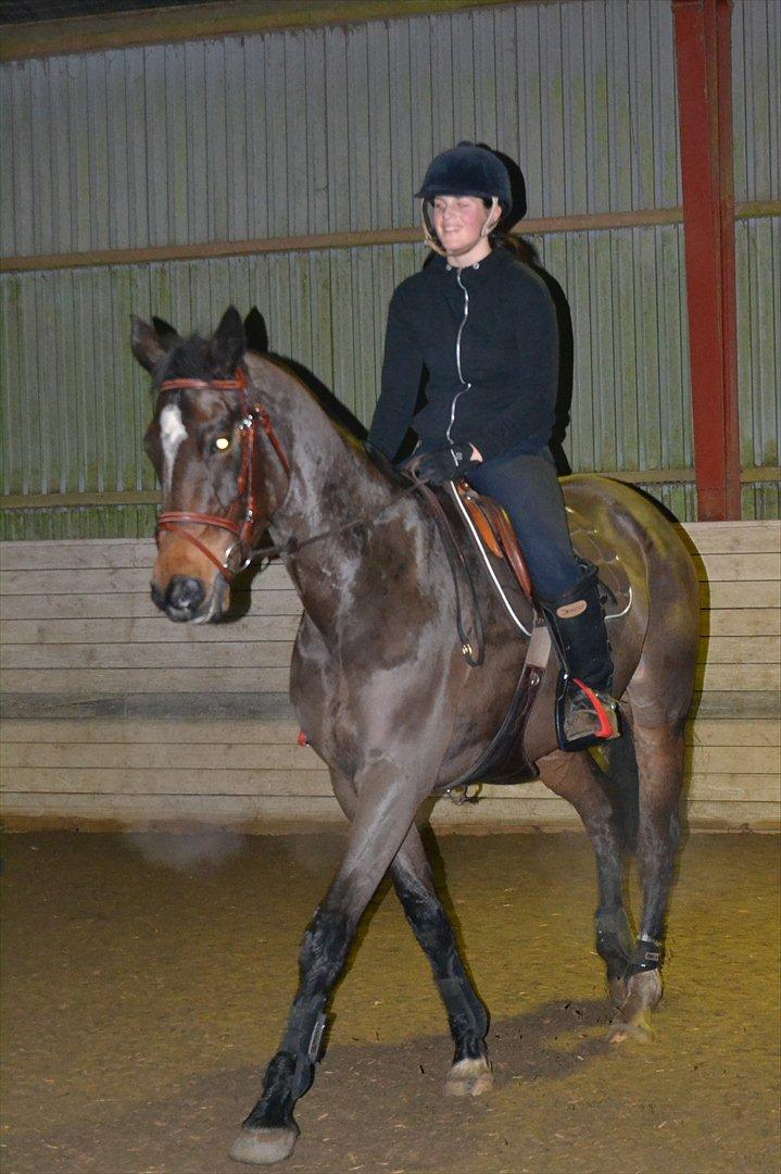 Norsk Varmblod  Bailey billede 2