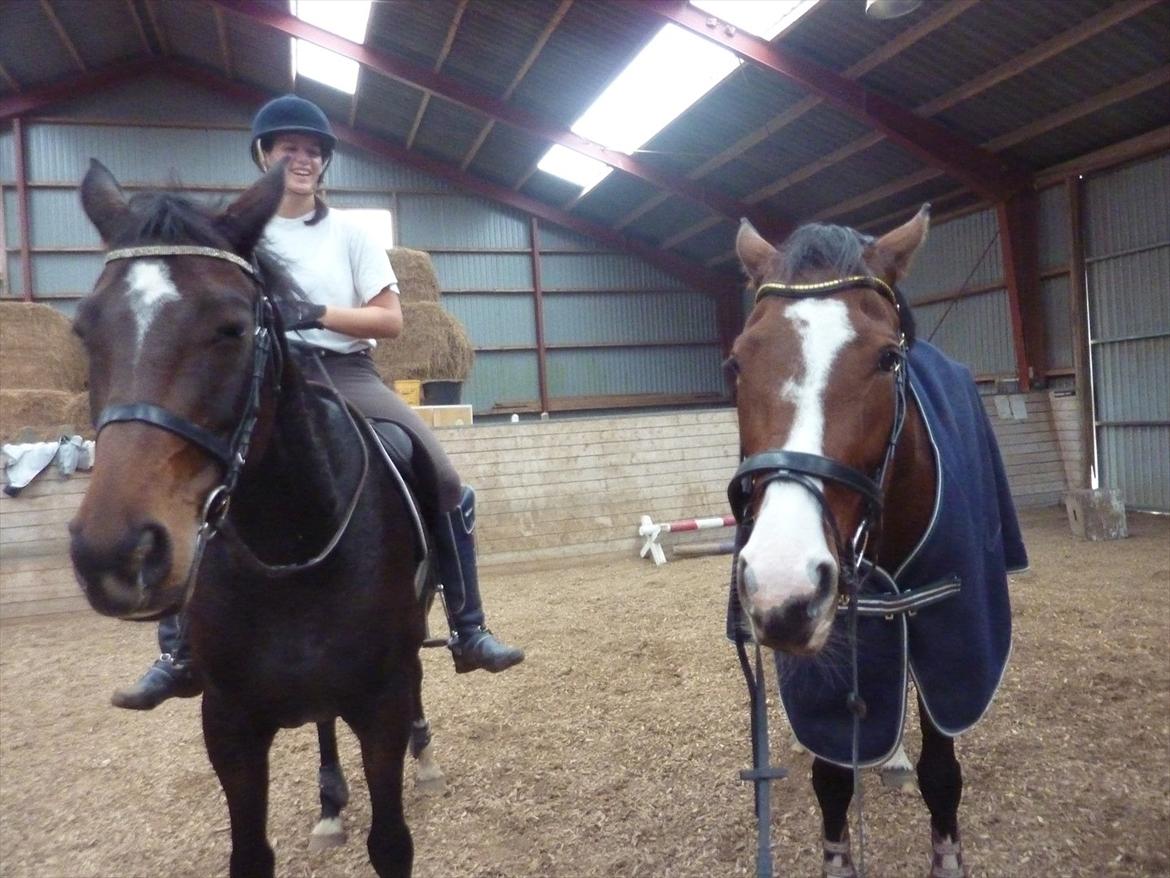 Norsk Varmblod  Bailey - Bailey til venstre, Bumble Bee til højre. billede 4