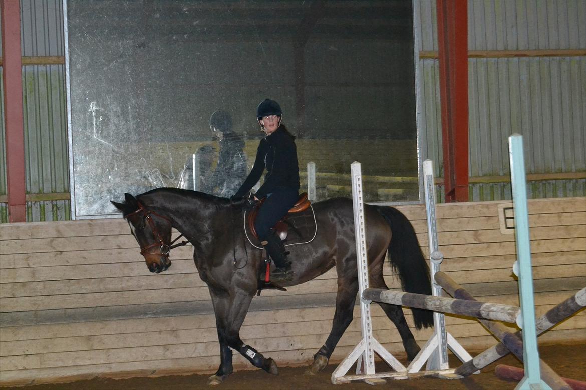 Norsk Varmblod  Bailey billede 5