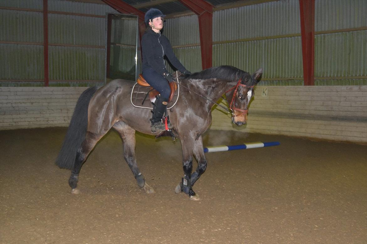 Norsk Varmblod  Bailey billede 1