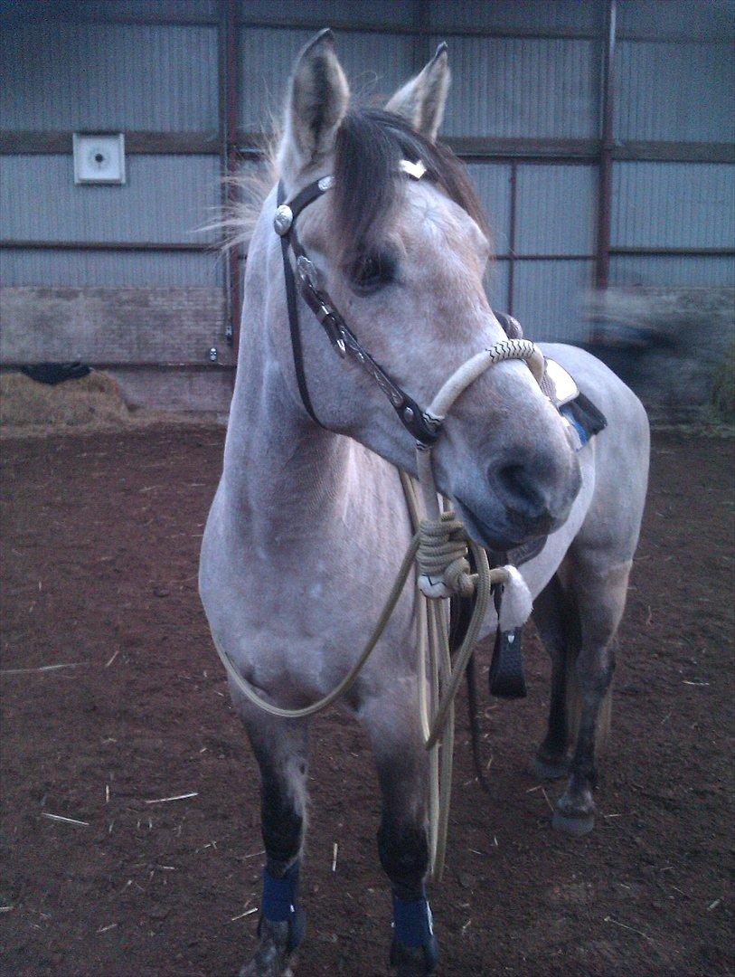 Anden særlig race Bullseye R.I.P. - 05-12-11, med sin nye bosal <3 billede 17