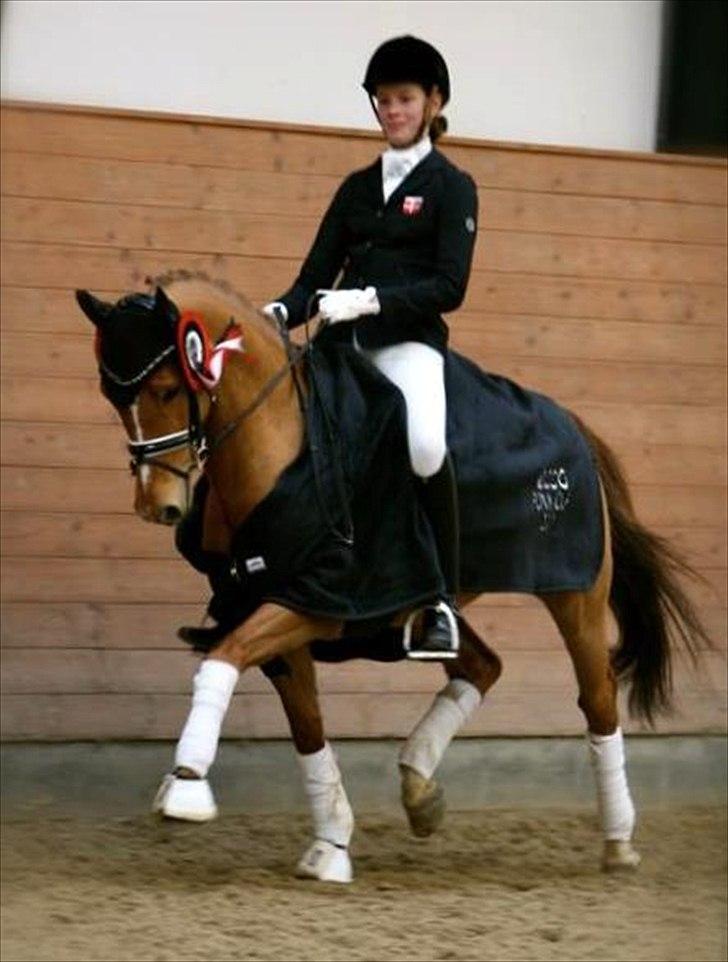 Hollandsk Sportspony Lasco A-pony  (SOLGT)  billede 20