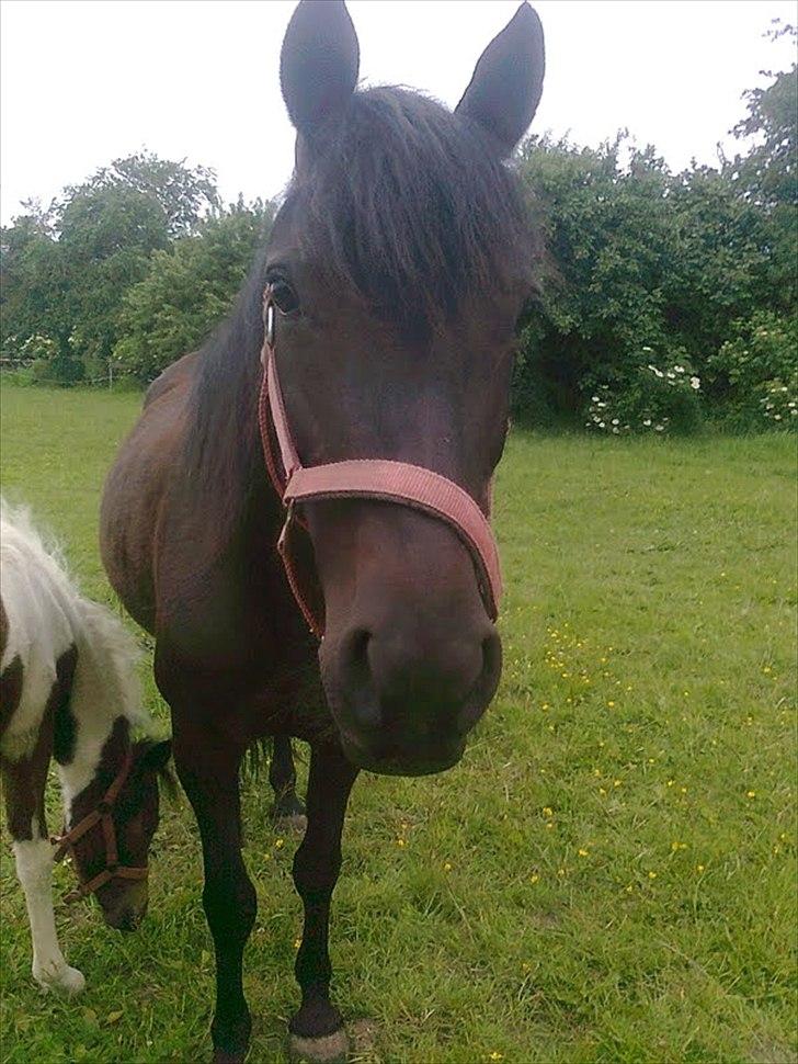 Anden særlig race Kiabella - søde kiabella på fold billede 15