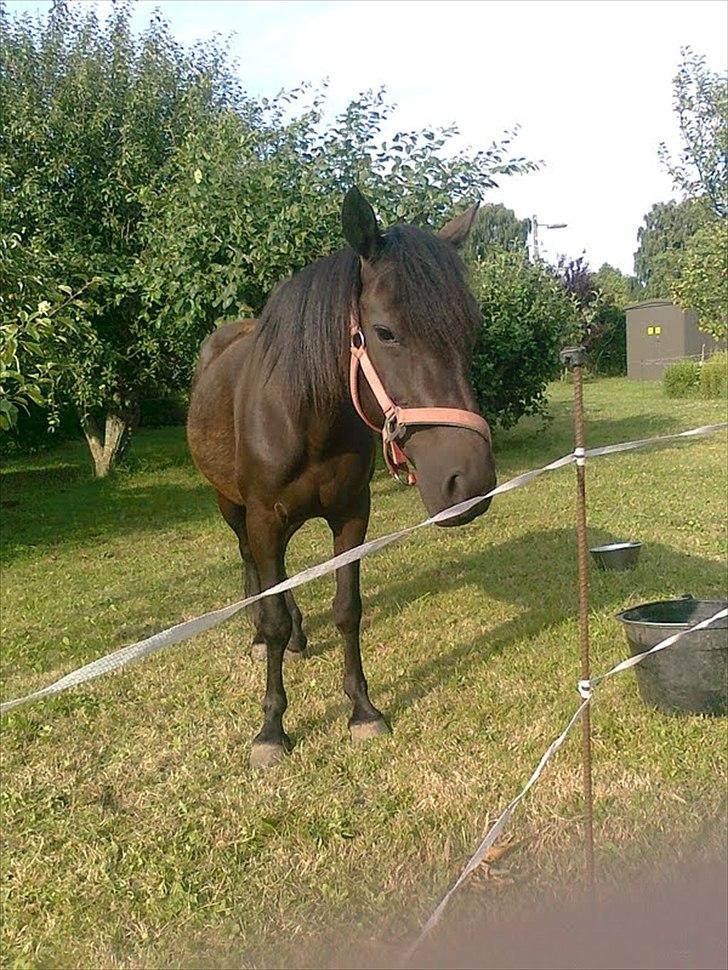 Anden særlig race Kiabella - kiabella på fold  billede 16