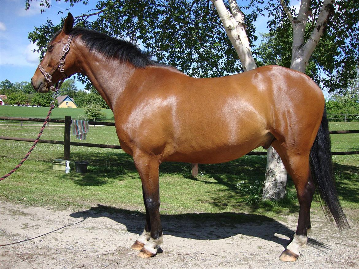 Anden særlig race Schack billede 2