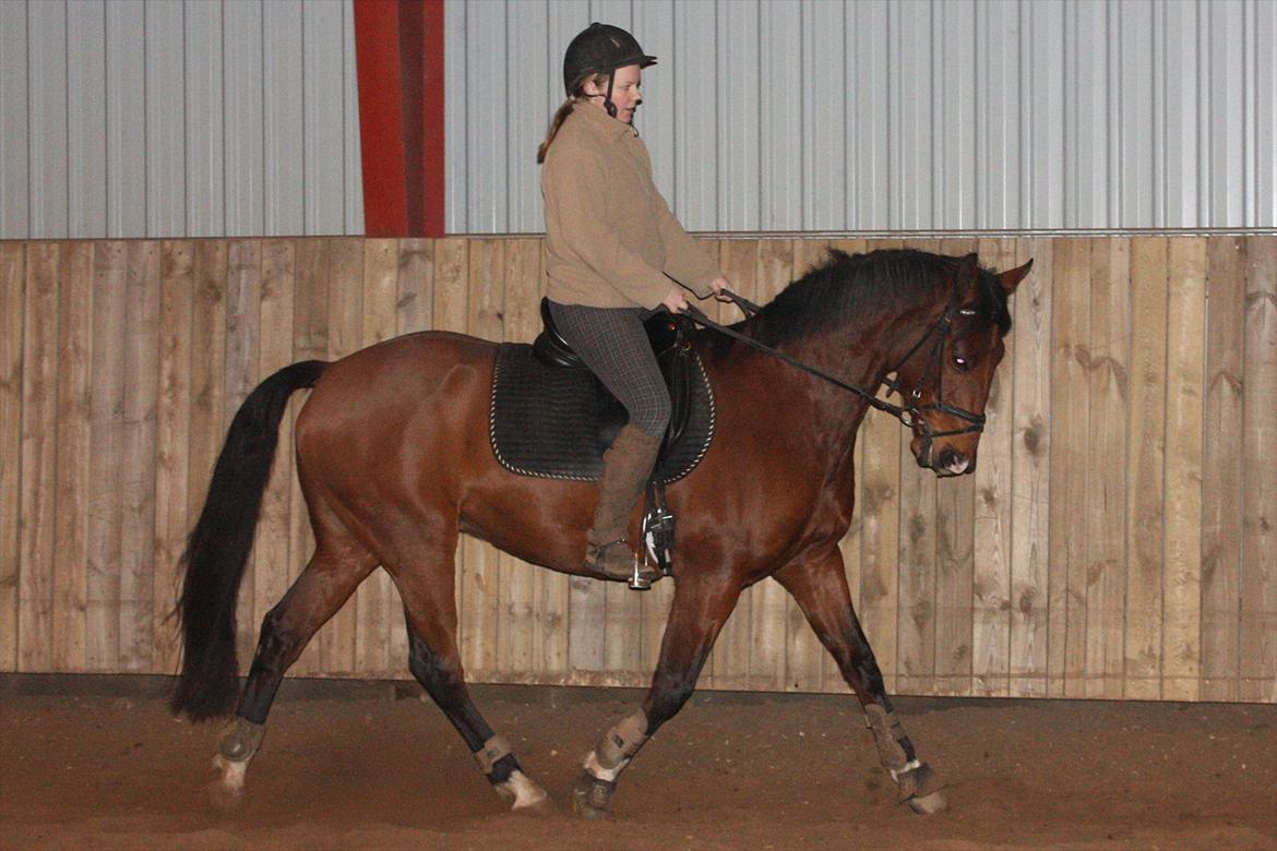 Anden særlig race Schack billede 4