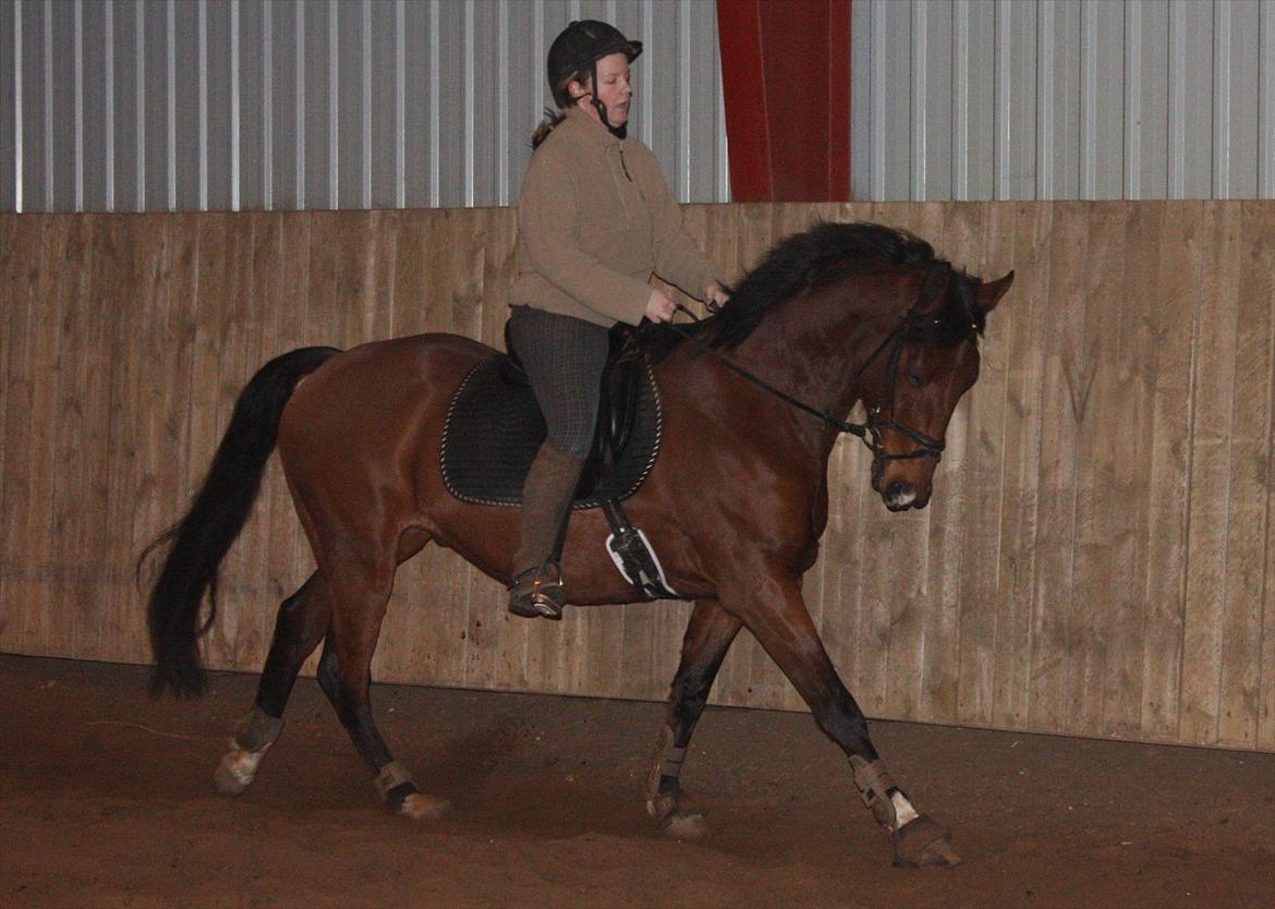 Anden særlig race Schack billede 5