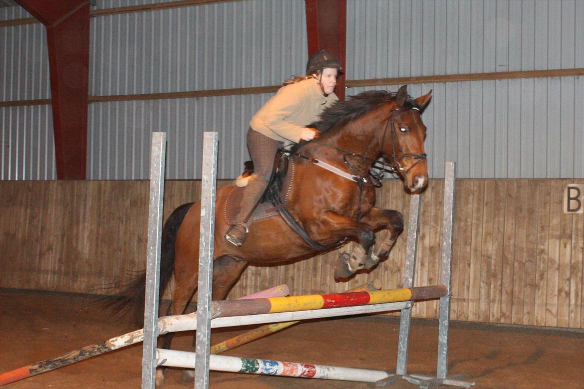 Anden særlig race Schack billede 7