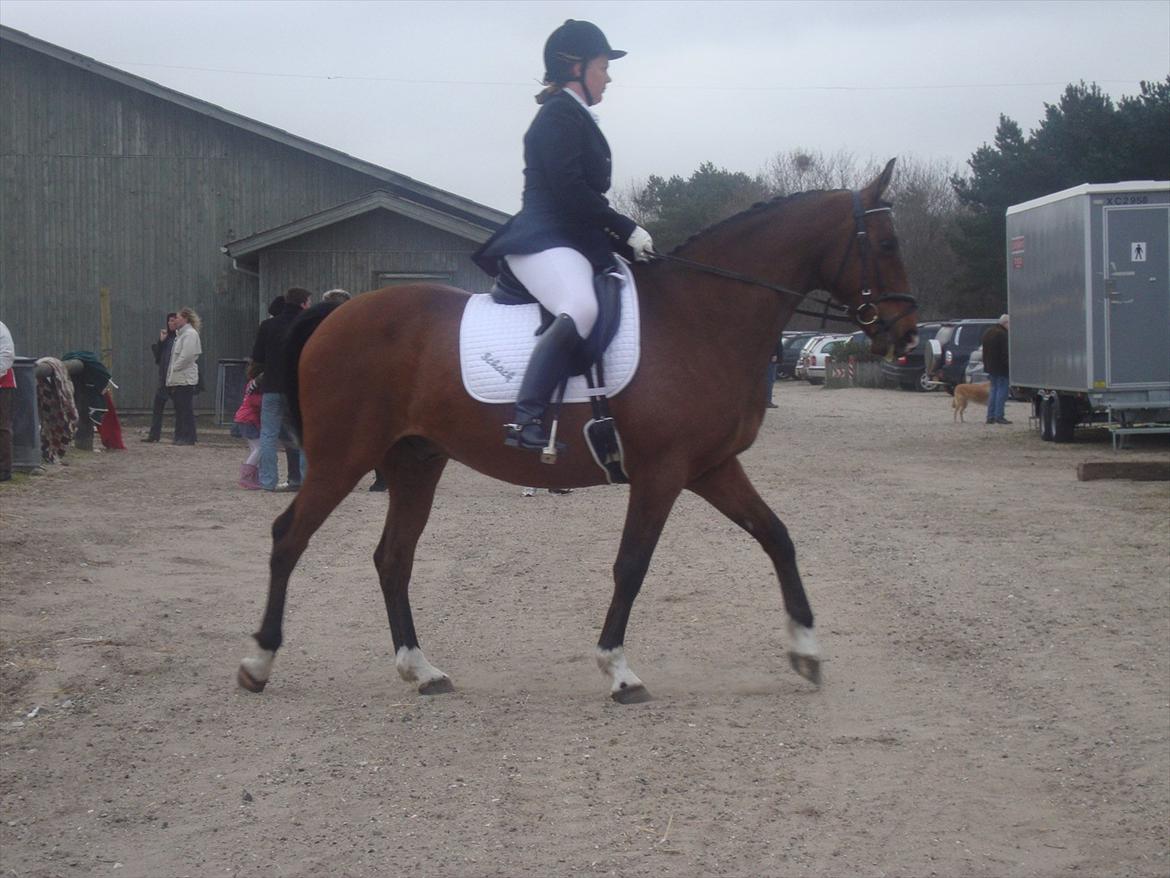 Anden særlig race Schack billede 8