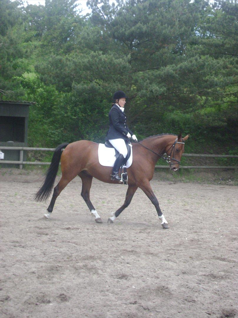 Anden særlig race Schack billede 9