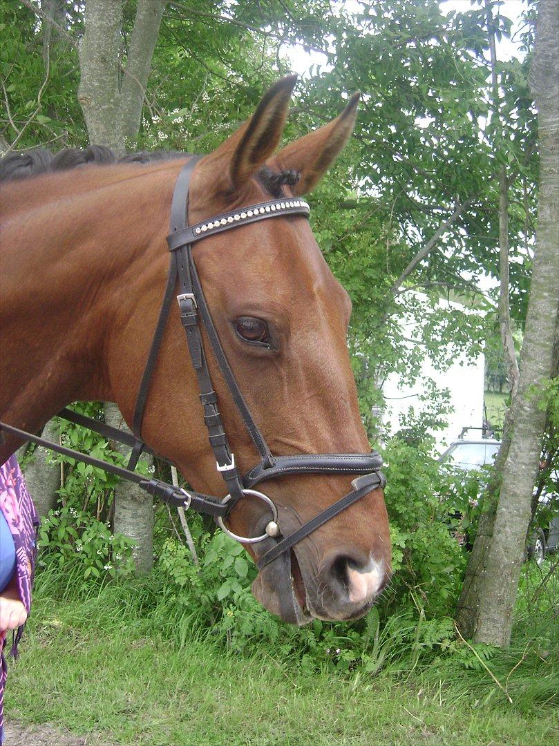 Anden særlig race Schack billede 10