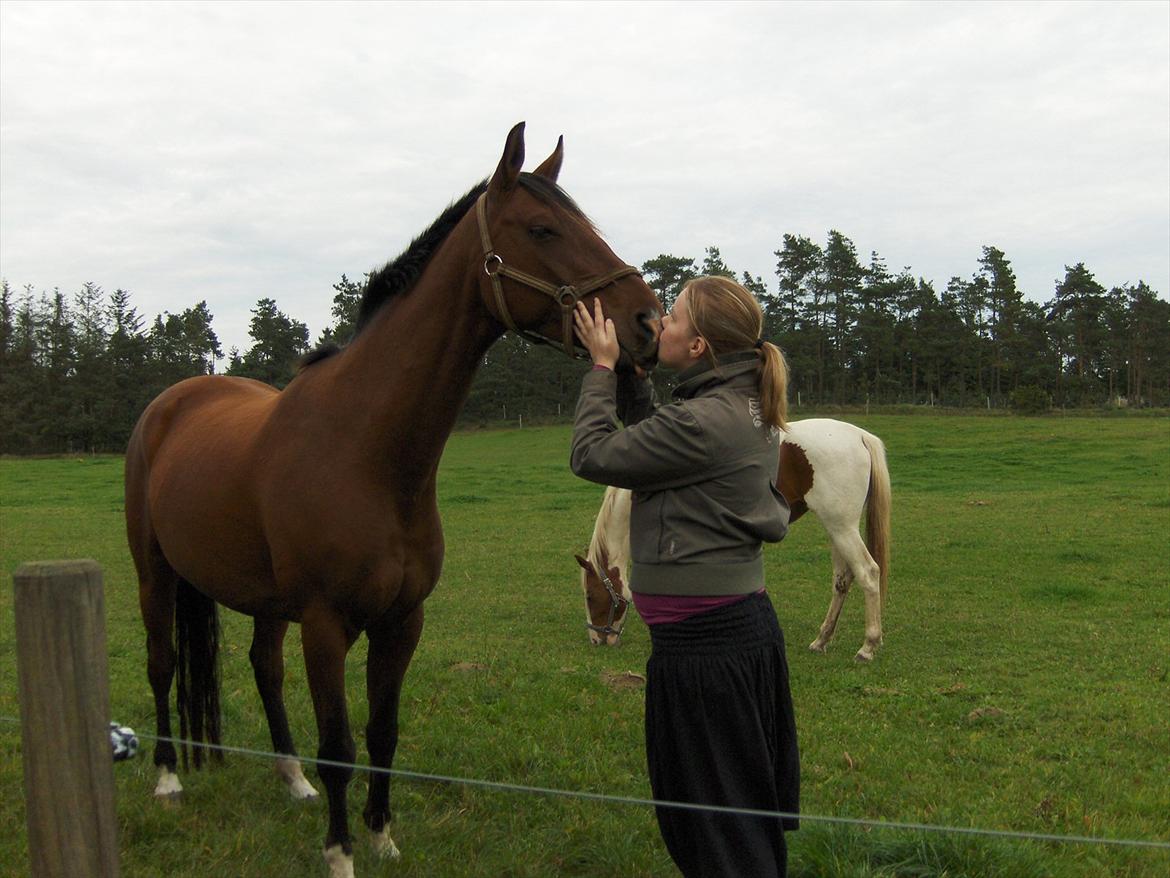 Anden særlig race Schack billede 11