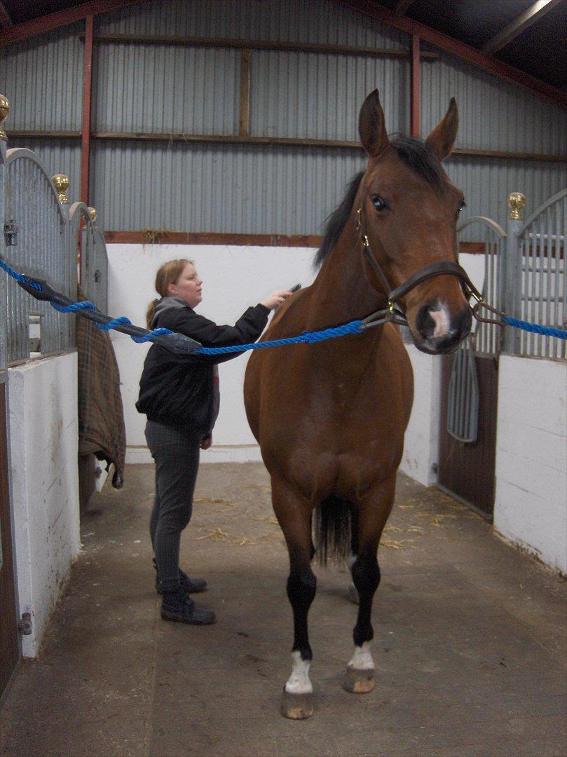 Anden særlig race Schack billede 12