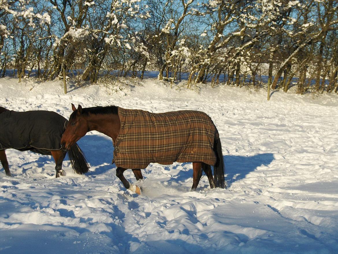 Anden særlig race Schack billede 14