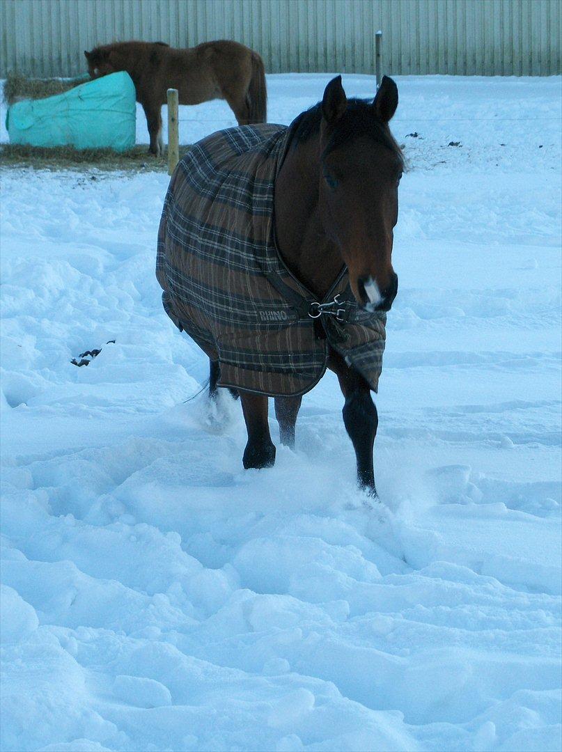 Anden særlig race Schack billede 15