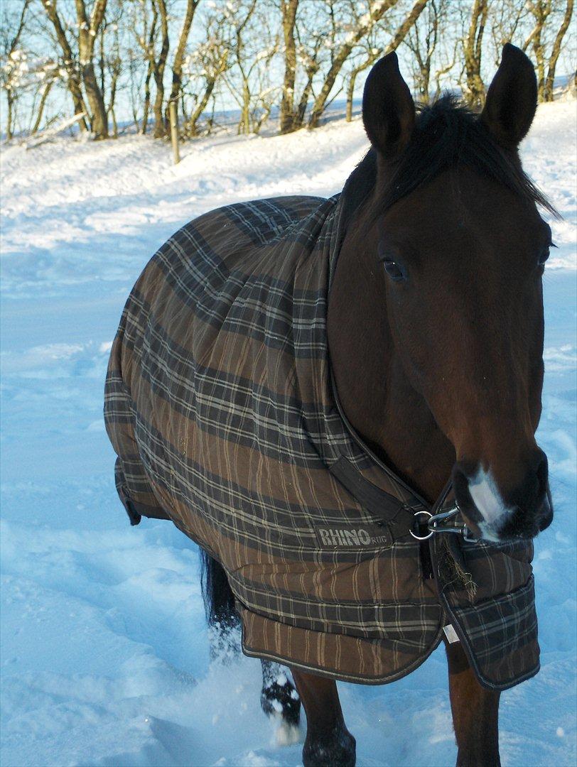 Anden særlig race Schack billede 16