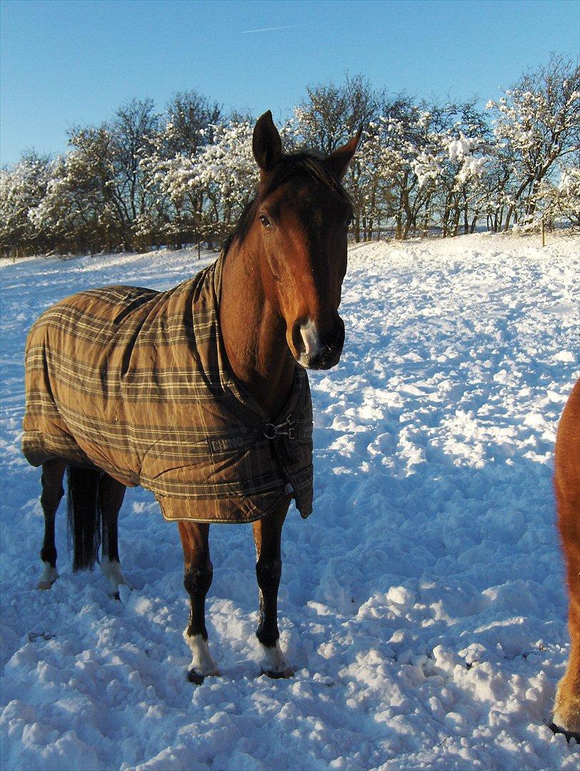 Anden særlig race Schack billede 17