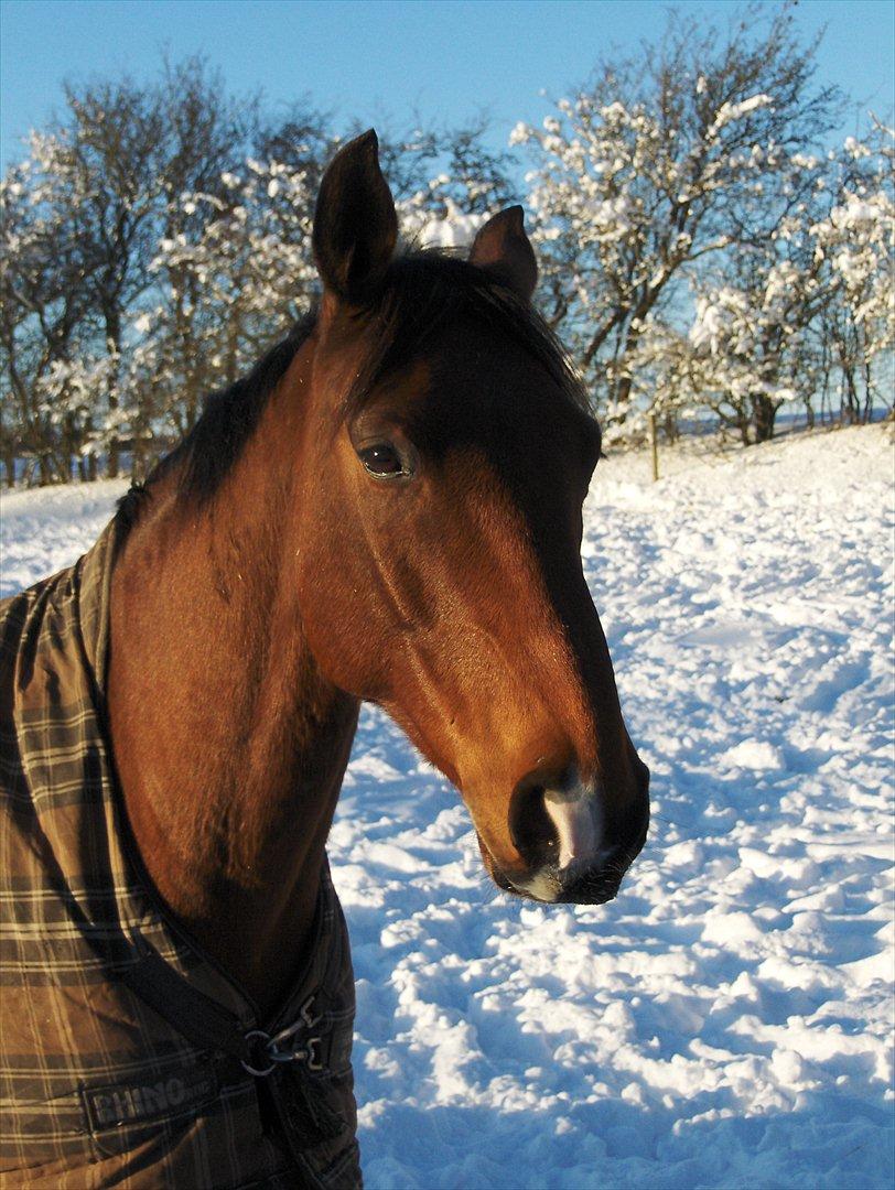 Anden særlig race Schack billede 18