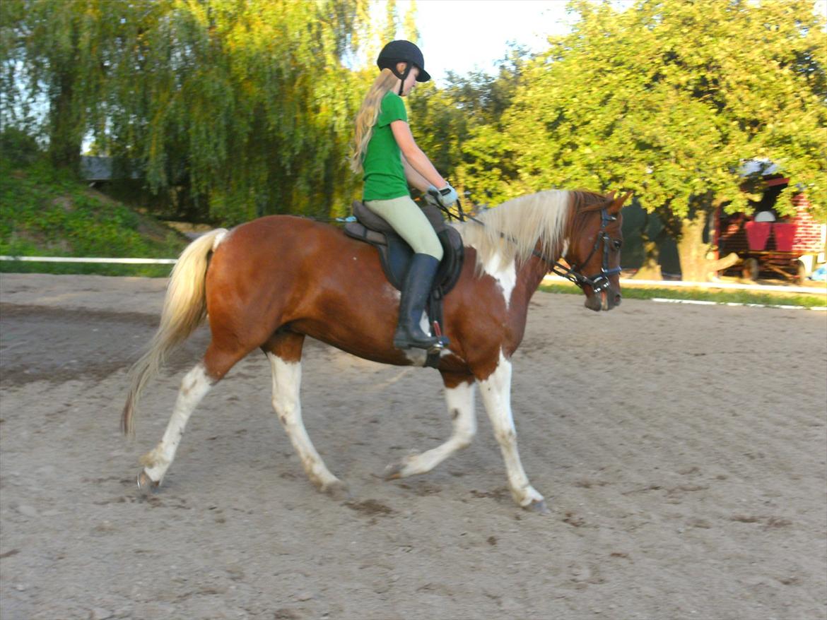 Pinto Freja - Gammelt dressurbillede taget af min søster ;) billede 6
