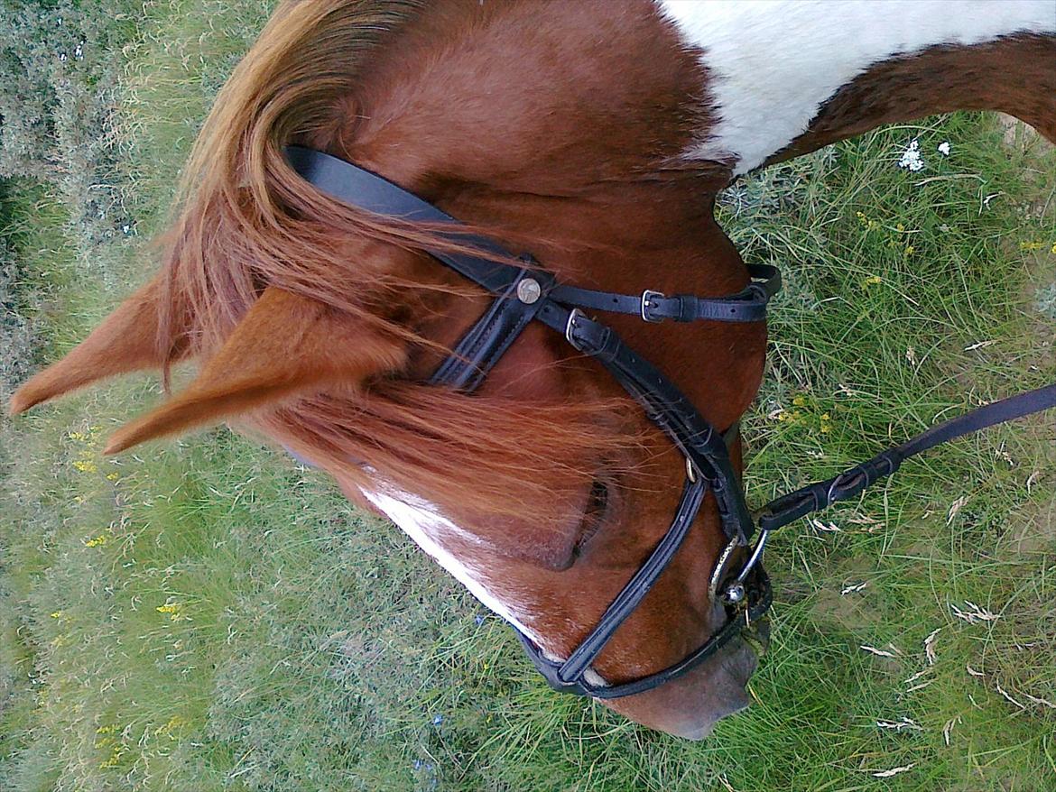 Pinto Freja - Freja glad på tur i den skønne natur ved Løkken sommerferie 2011.  billede 11