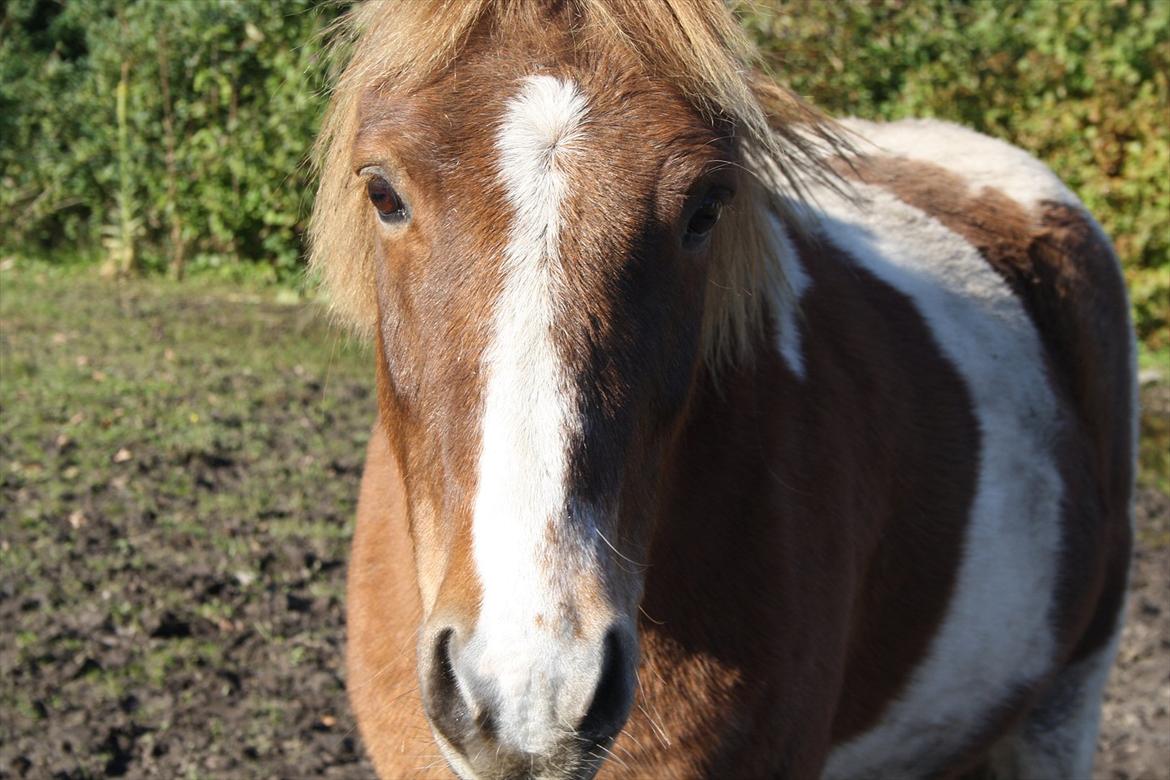 Anden særlig race Prins Bob aka Bobber - dejlige bobber <3 billede 2